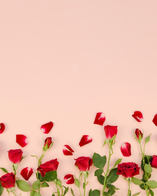 Foto rose rosse e petali copiano lo spazio