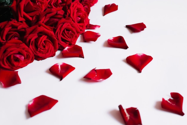 Red roses and petals on a white background