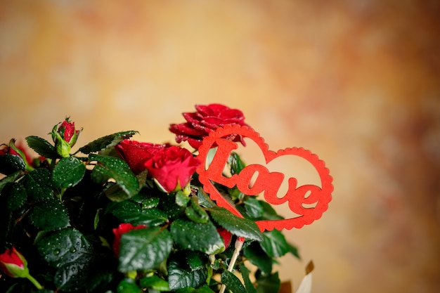 Foto rose rosse. pianta con cuore rosso