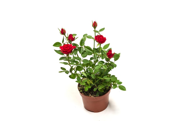 Red roses in a pot isolated on a white background.