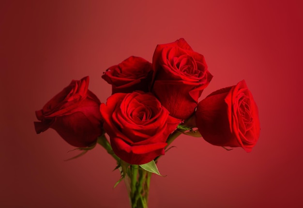 Red roses on red background close up