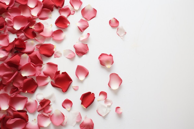 Красные розы и лепестки розы на белом фоне на День святого Валентина