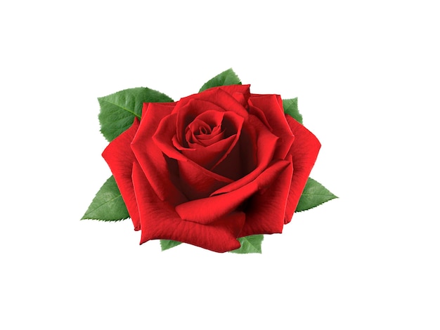 red roses and rose petals on white backgroundvalentines day concept
