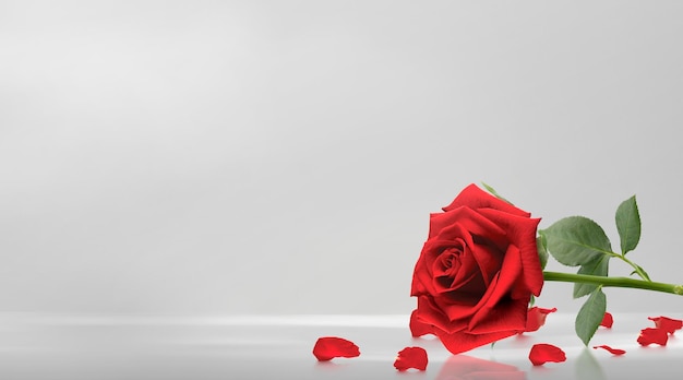 Rose rosse e petali di rosa su sfondo bianco concetto di giorno di san valentino