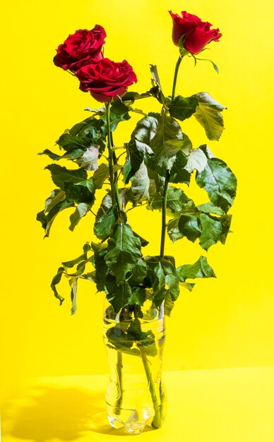 Red roses in vase.