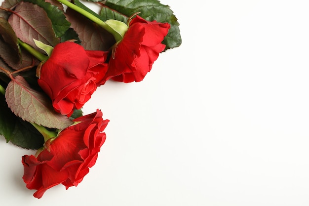 Red roses on white background, space for text