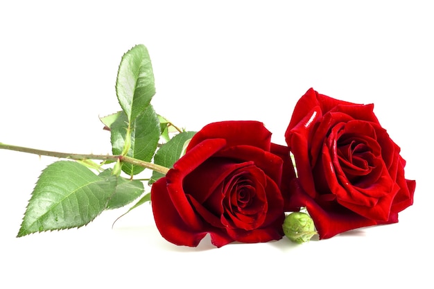 Red roses on a white background with green leaves