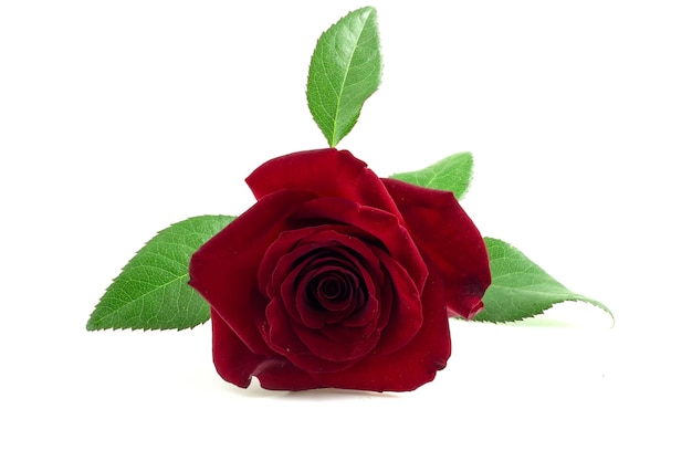 Red roses on a white background with green leaves