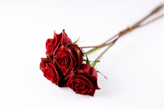 Red roses on white background