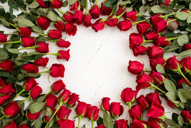 Red roses on a white background