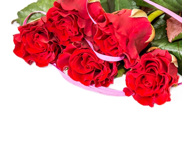 Red roses on white background.