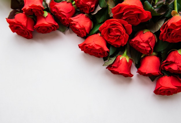 Red roses on white background