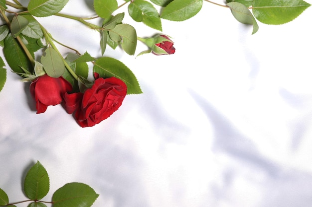 Photo red roses on white silk fabric