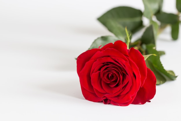 Rose rosse su bianco. san valentino, il giorno del matrimonio