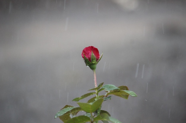 красные розы на размытом фоне дождя