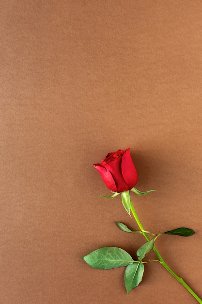 Red roses with brown background