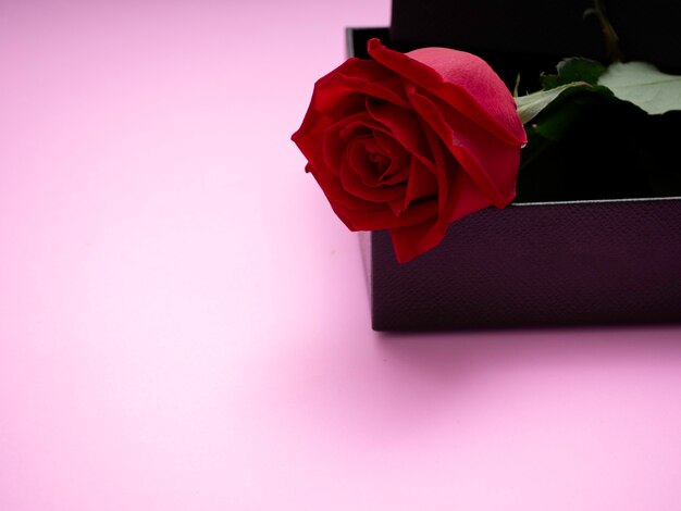 Red roses with gift box on pink paper