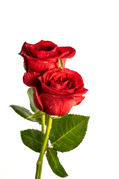 Photo red roses with water drops