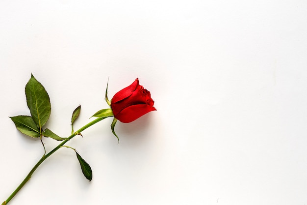 Red roses with white background