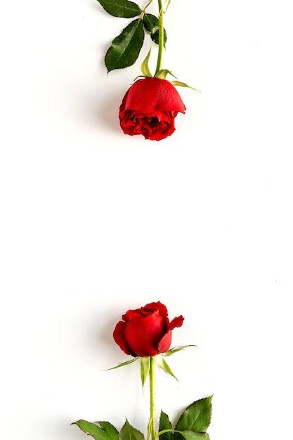 Red roses with white background