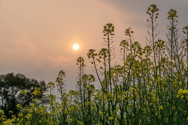 赤い丸い夕日は木のてっぺんにあります