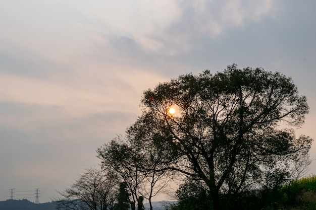 The red round sunset is on the treetops