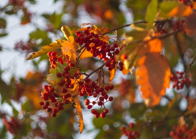 Photo red rowan berries among yellow and orange foliage on a sunny autumn day