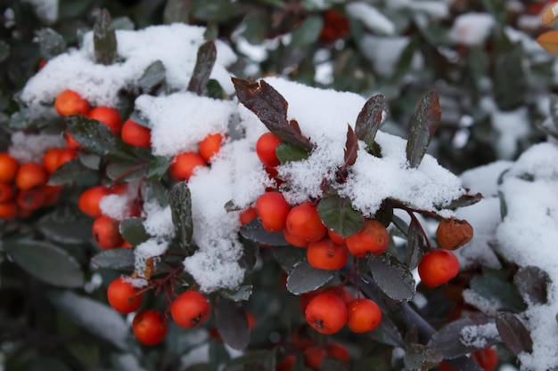 雪の茂みに赤いナナカマドの果実