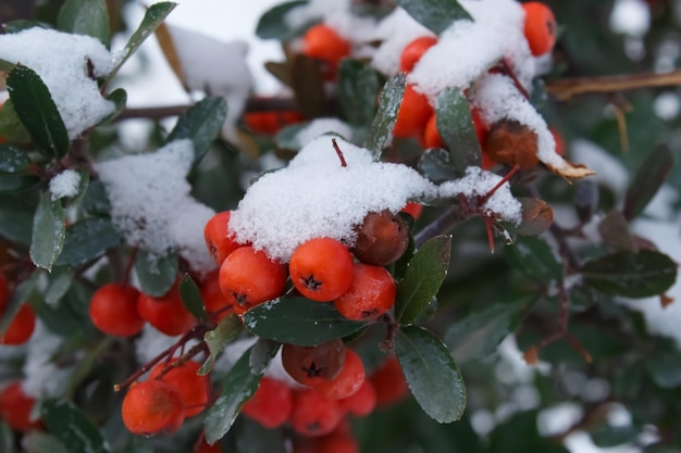 Красные ягоды рябины на кусте со снегом