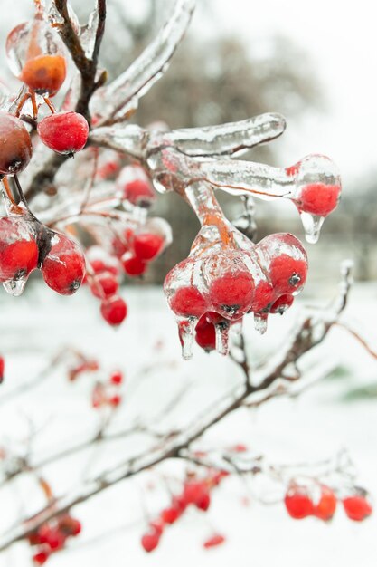 red rowan berries in ice