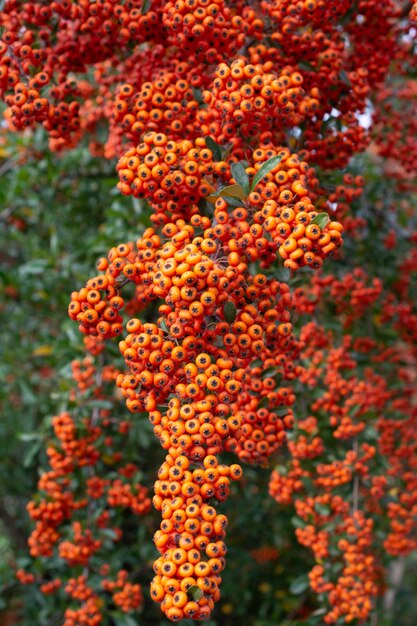 Red rowan berries on the rowan tree branches ripe rowan berries