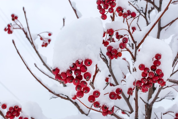 雪の霜の美しい冬の赤いナナカマドの果実