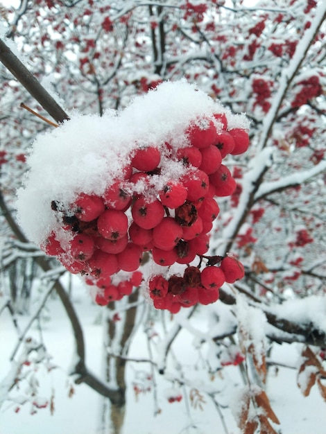 雪の中で赤いナナカマドの果実