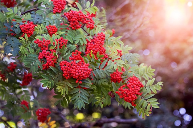 Red rowan berries in summer on a tree