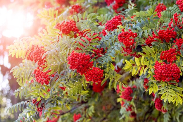 Красные ягоды рябины летом на дереве