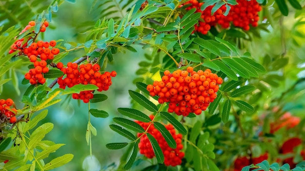 Red rowan berries on a tree close up