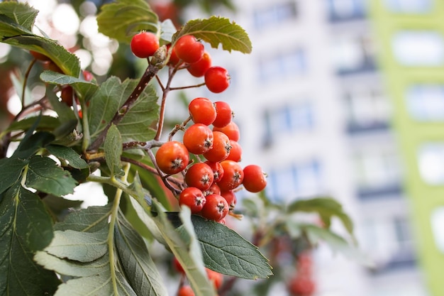 Red rowan berries with green leaves closeup