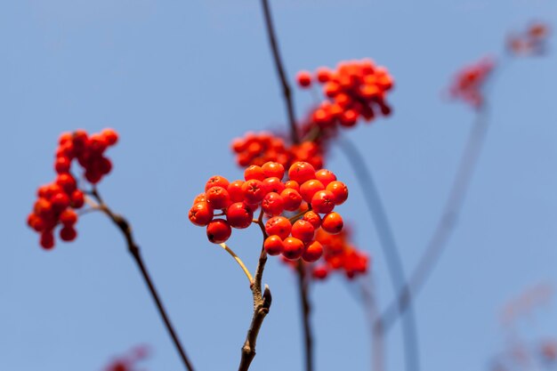 red rowan berries