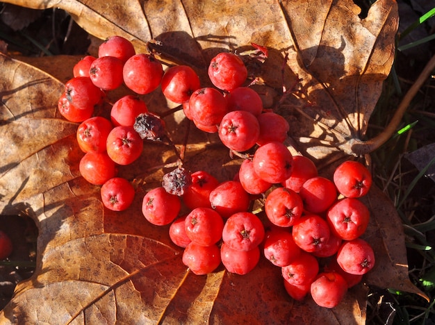 Red rowan fallen berries on the ground with the leaves. Autumn or winter theme.