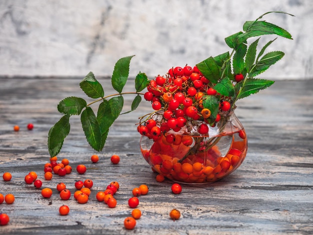 Red rowan in a glass vase on a gray background the last autumn berries