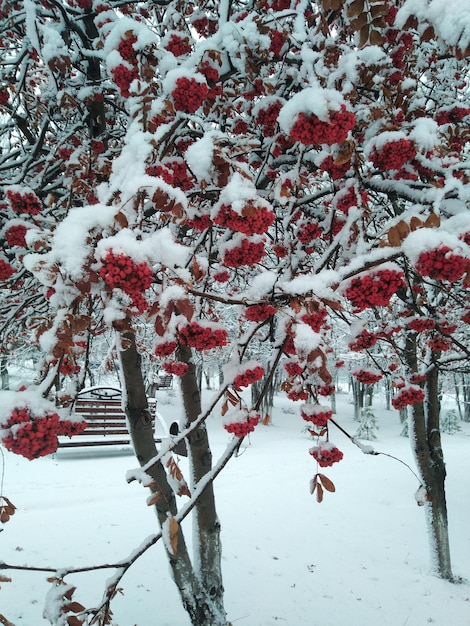 Red rowan in the snow