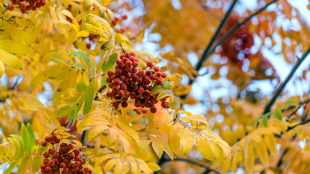 Red rowan on a tree on a sunny autumn day, Moscow, Red Square.