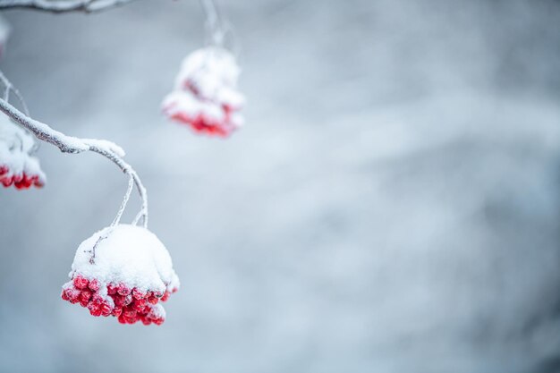 Red rowan in winter under the snow Winter Concept