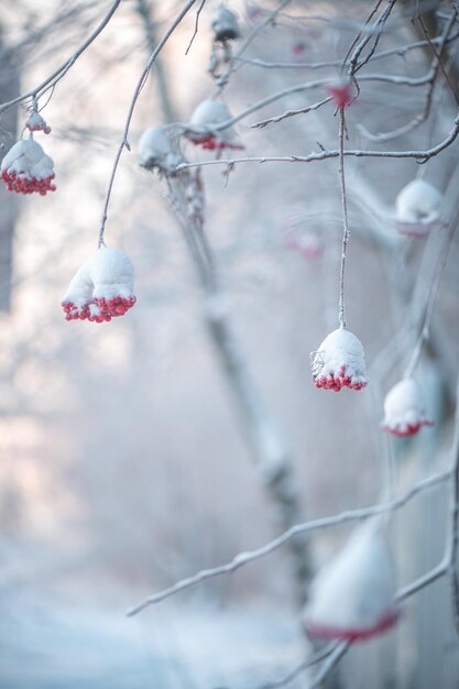 Red rowan in winter under the snow Winter Concept