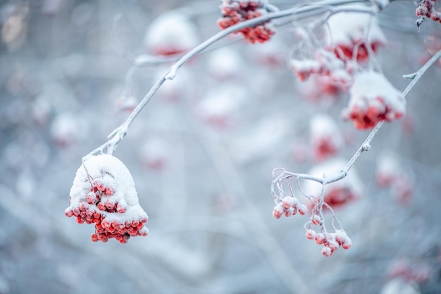 赤いローブン 冬の雪の下 冬のコンセプト