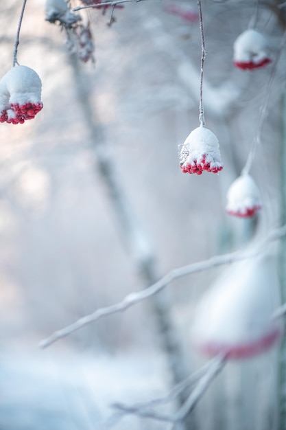 Photo red rowan in winter under the snow winter concept