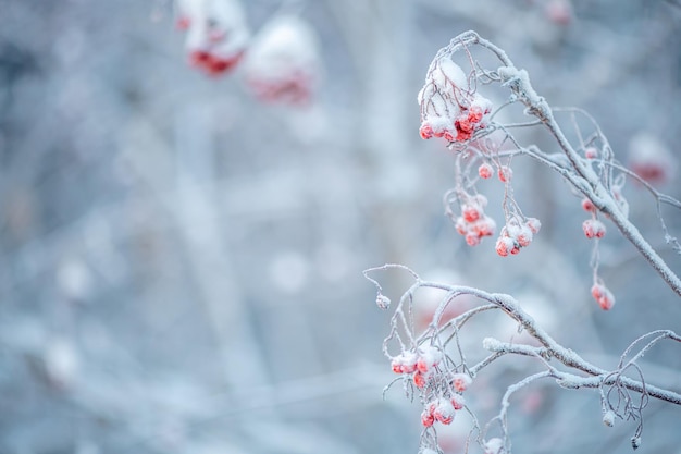 赤いローブン 冬の雪の下 冬のコンセプト