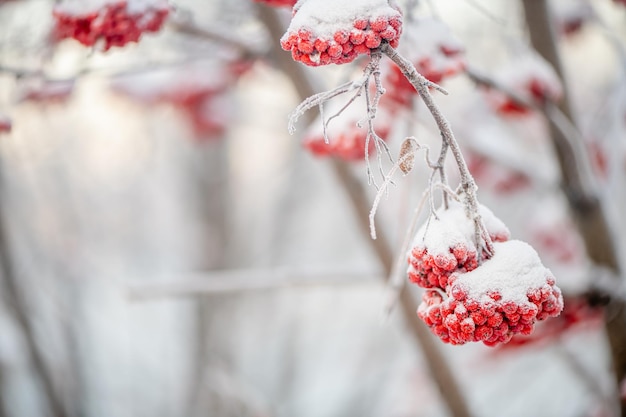 Red rowan in winter under the snow Winter Concept