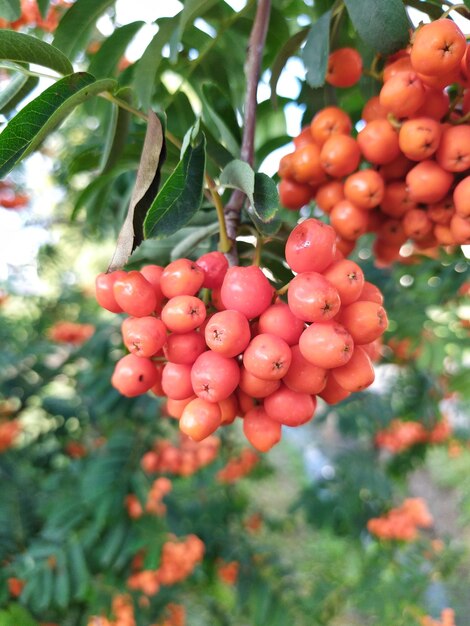 Red rowan