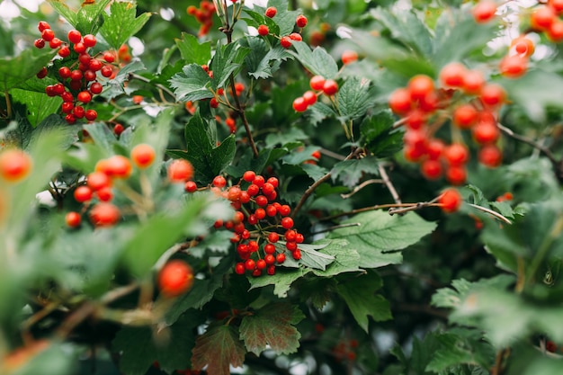 Red rowanberries in green trees